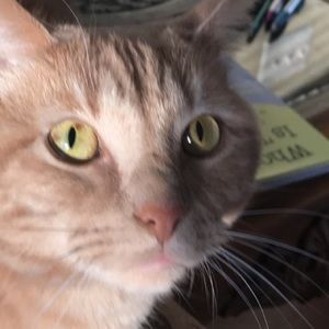 Meet your Posher, Beeta